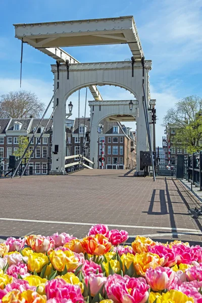 Cidade Cênica Amsterdã Primavera Ponte Minúscula Nos Países Baixos — Fotografia de Stock