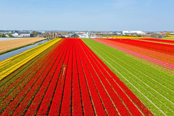 Aeronaves Campos Tulipas Florescentes Nos Países Baixos — Fotografia de Stock