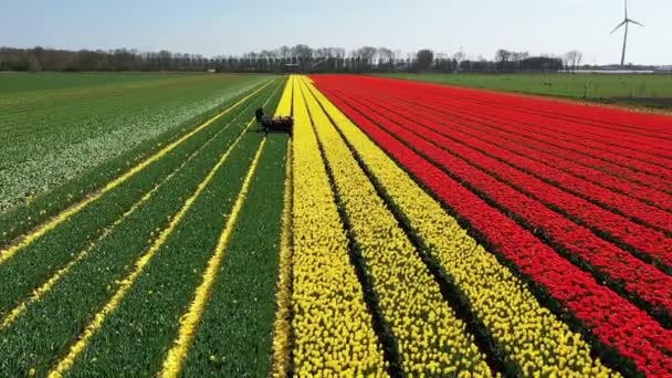 Aerial Topping Tulips Tulip Fields Netherlands — Stock video