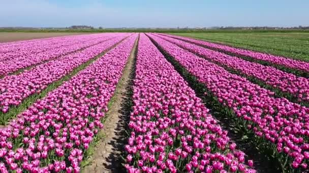 Luftaufnahmen Von Tulpenfeldern Auf Dem Land Aus Den Niederlanden — Stockvideo