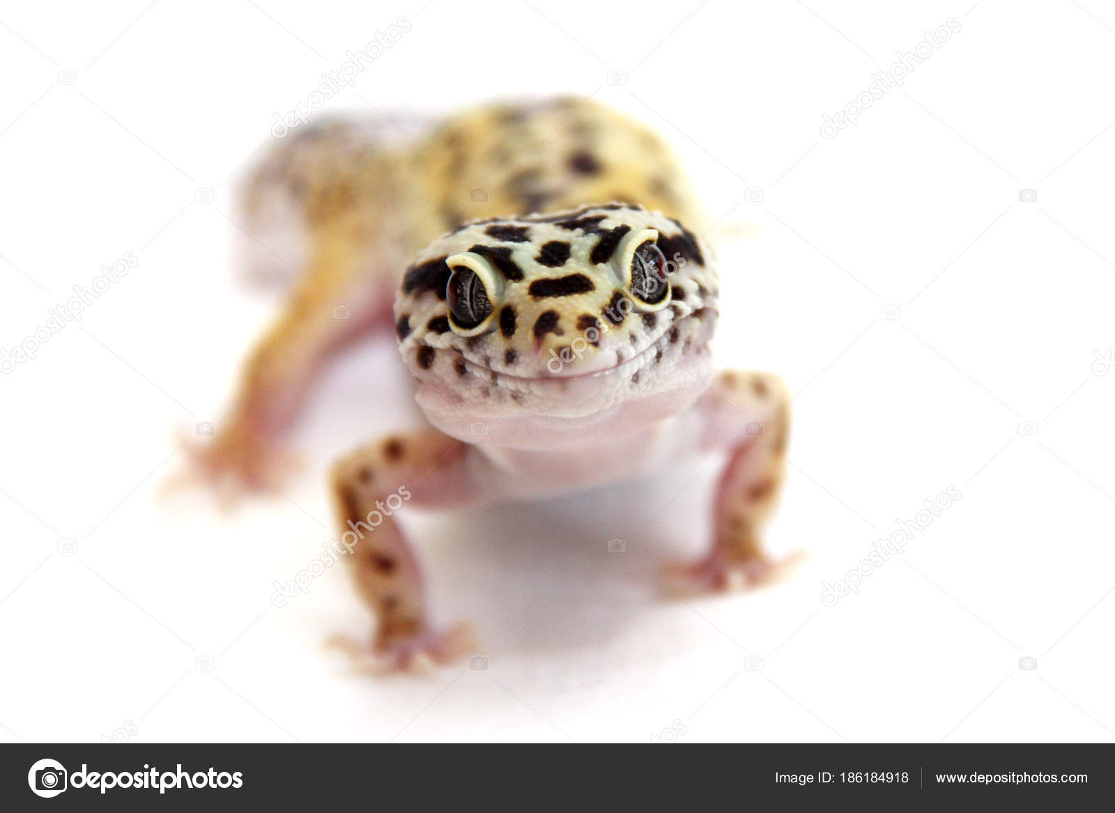 Gecko Lizard Front View â Stock Photo