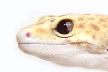 leopar gecko sürüngen yan görünüm