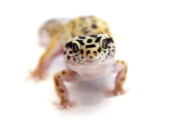 gecko, lizard, front view