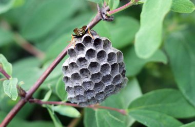Yuvadaki eşekarısı