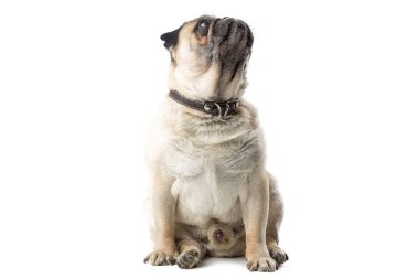 İzole edilmiş beyaz arka planda oturan sevimli bakışlı komik olgun köpek.