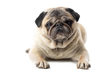 İzole edilmiş beyaz arka planda oturan sevimli bakışlı komik olgun köpek.