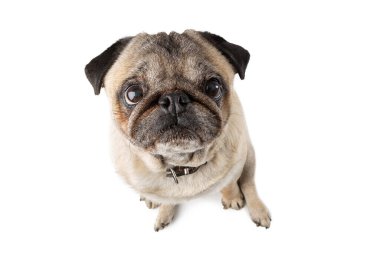 İzole edilmiş beyaz arka planda oturan sevimli bakışlı komik olgun köpek.