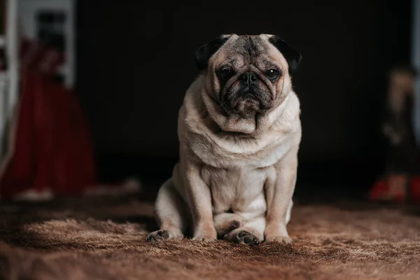 Sleepy cute pug trying to sleep on a bear fur carpet