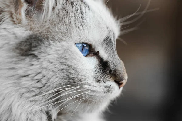 Vit Och Grå Katt Med Bländande Och Skinande Blå Ögon — Stockfoto