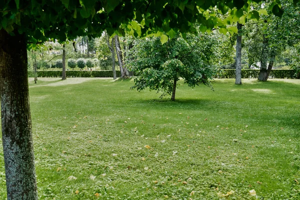 Césped Verde Con Hierba Árboles Parque — Foto de Stock