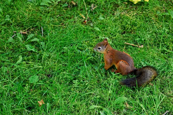 Rothaarige Kleine Eichhörnchen Auf Einer Grünen Wiese Park Stockfoto