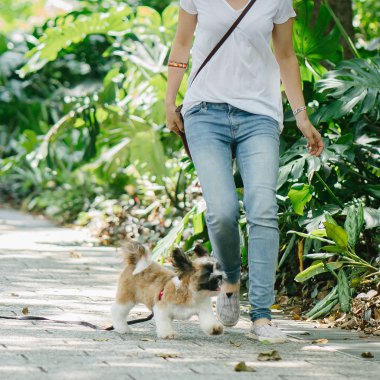 Onun genç shih tzuh yavru köpek park ile gün içinde oturan genç Pan Asya kadın portresi. Gülümsüyor ve her ikisi de sıcak gün tadını çıkarıyor.