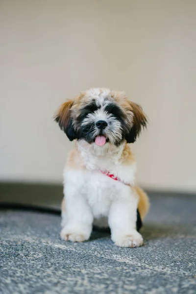 Porträt Eines Jungen Niedlichen Shih Zuh Welpen — Stockfoto