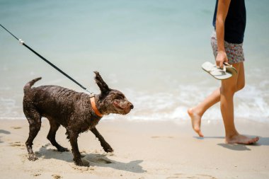 Sentosa, Singapur tropik sahilde köpeğiyle sahibi