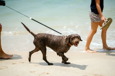 Sentosa, Singapur tropik sahilde köpeğiyle sahibi