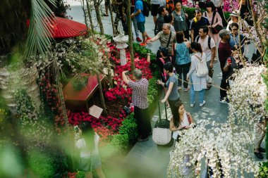 Singapur, Mart 2018: Bahçelerle Singapur ithalat sakura çiçekleri Japonya'dan üçüncü yıl süren koyda. Kubbe çiçek çiçekler görmek için Singaporeans ve turistler akın.