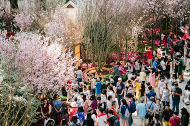 Singapur, Mart 2018: Bahçelerle Singapur ithalat sakura çiçekleri Japonya'dan üçüncü yıl süren koyda. Kubbe çiçek çiçekler görmek için Singaporeans ve turistler akın.