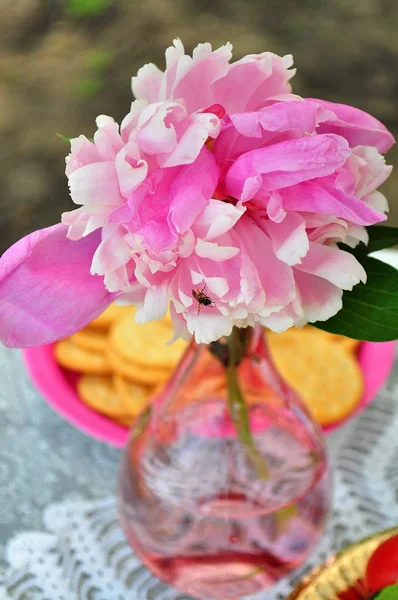 Cam vazo içinde pembe zavallı.
