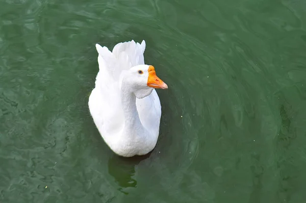 Gölde beyaz kuğu.
