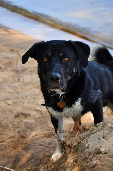 Rottweiler köpek sahilde