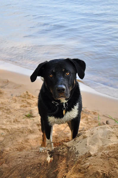Rottweiler köpek sahilde