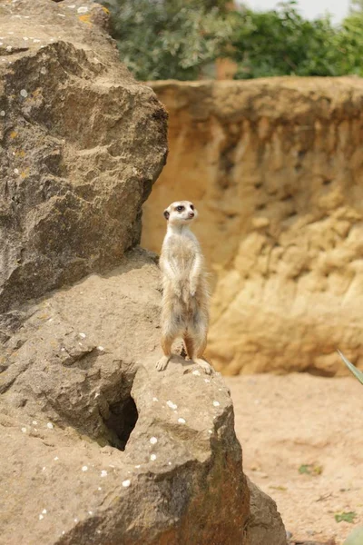 Meerkat Sand Knoll — Stock Photo, Image