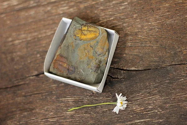 Trilobit ile antik taş.