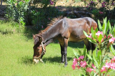 At üzerinde bir çayır grazes