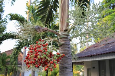 Bir palmiye ağacı üzerinde egzotik meyve