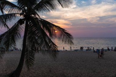 Palmiye ağaçları batımında sahilde silüeti