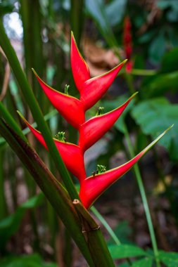 Heliconia tropikal kırmızı çiçek