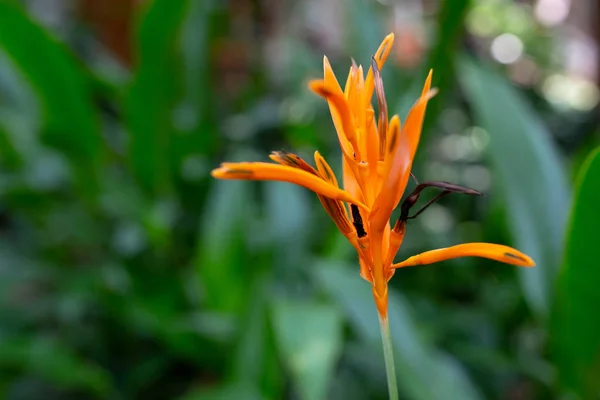 Piękne Bird of Paradise kwiat Strelitzia reginae izolowane w zielonym tle — Zdjęcie stockowe