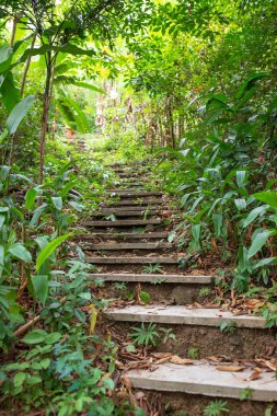 Yeşil tropikal ormanda yürüyüş iz bir parçası olarak eski taş merdiven. Orman.