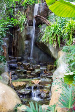 Bir yağmur ormanlarında güzel bir şelale