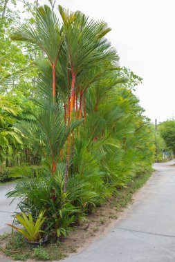Palmiye ağaçları sokakta bir çit şeklinde bir dizi