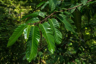 Orman ağaçları. doğa yeşil ahşap güneş ışığı arka planları. Yeşil yaprakları bir tropik ağaç dallarında