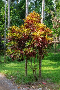 Bir Croton bitkidir, bir codiaeum. Güney-Doğu Asya ev sahipliği vahşi krotons vardır