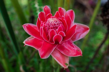 kırmızı çiçek meşale zencefil Etlingera elatior