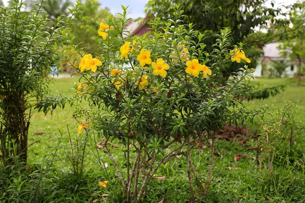 花黄色、カラフルな黄色の花アラマンダの眺め — ストック写真