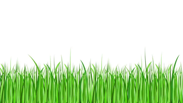 Hierba verde aislada sobre fondo blanco — Vector de stock