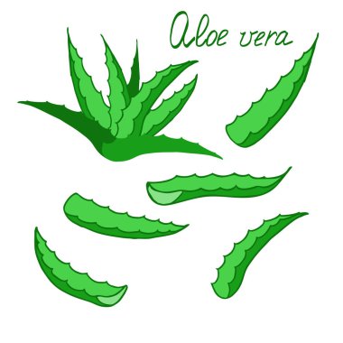 Aloe vera cosmeti dekorasyon için beyaz arka plan üzerinde izole