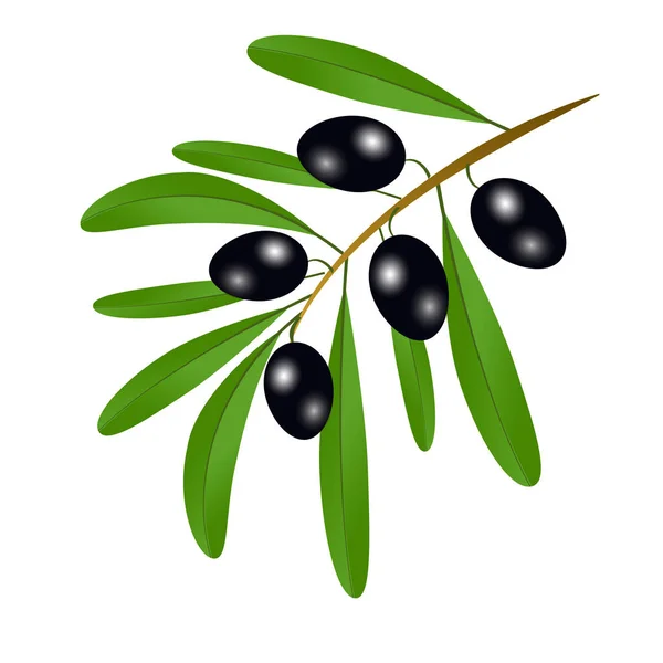 Ветви с черными оливками и листьями, чтобы украсить этикетки ол — стоковый вектор