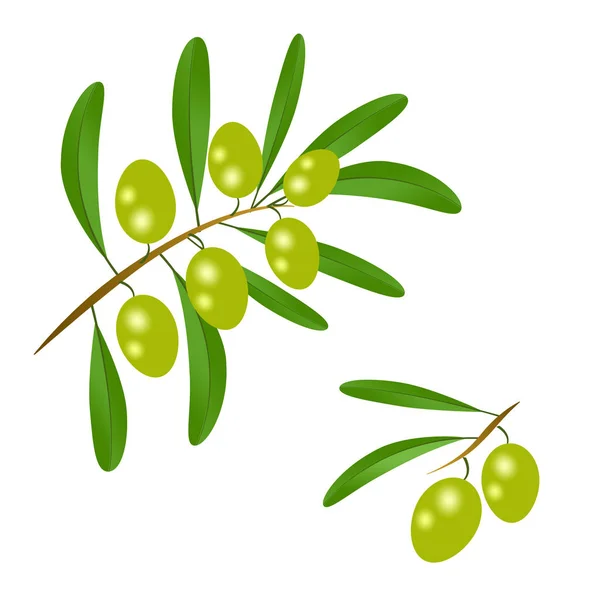 Ветви с зелеными оливками и листьями, чтобы украсить этикетки ол — стоковый вектор