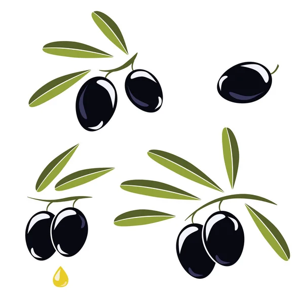 Simgesi zeytin, Siyah Zeytin ve süslemek için yaprakları ile şube 