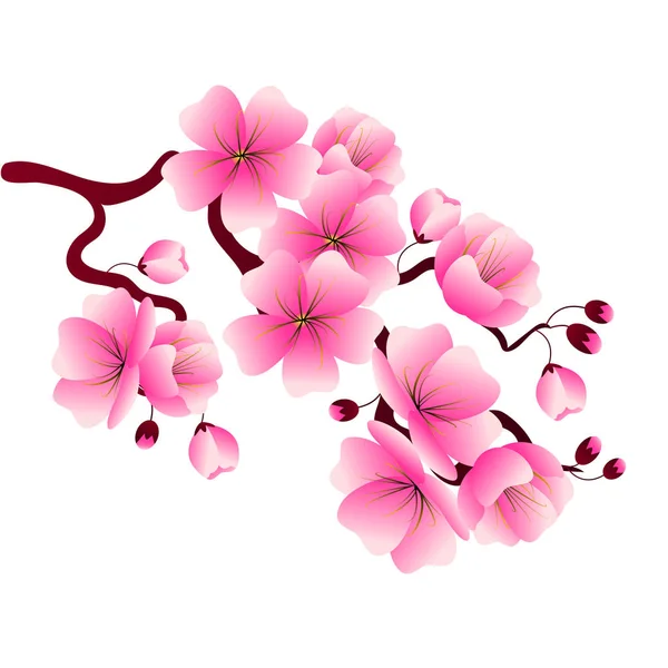 Cherry blossom branch with pink flowers for decorating banners, — Stock Vector