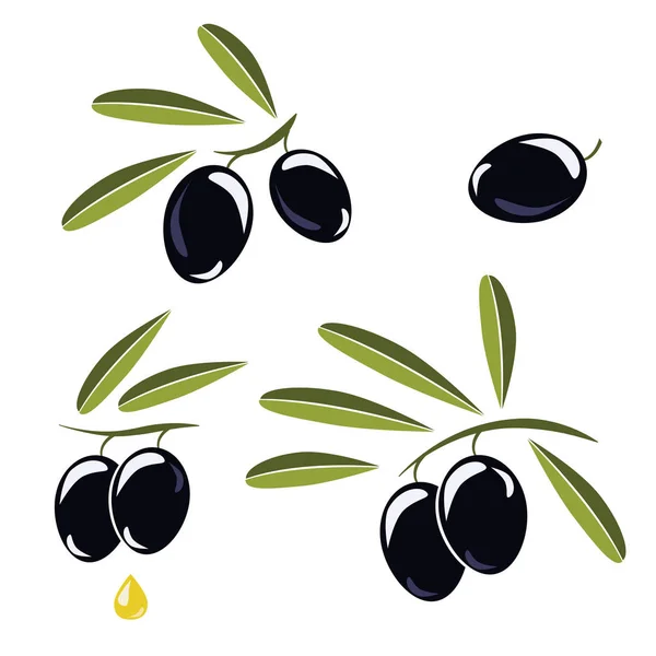 Icoon van olijven, tak met zwarte olijven en bladeren om te versieren — Stockvector