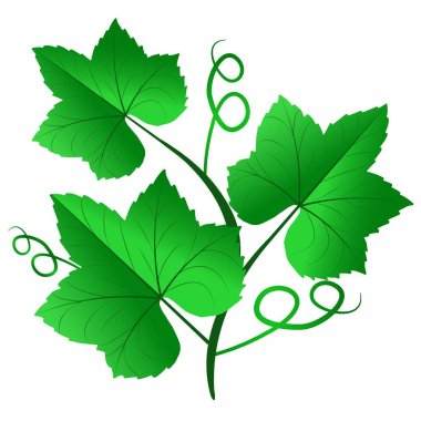 Yeşil üzüm vektör çizim üzerinde izole beyaz geri bırakır