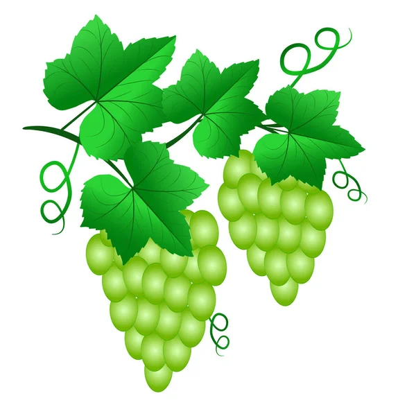 Две группы зеленого винограда с листьями, изолированными на белой обратной стороне — стоковый вектор