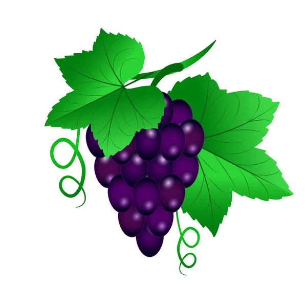 Illustrazione vettoriale di una vite con uva nera e foglie su wh — Vettoriale Stock
