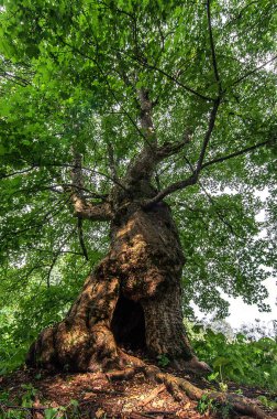 içi boş bir ile eski Yapraklı ağaç